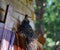 Field thrush bird feeding chicks in the nest