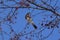 Field thrush bird, fieldfare eating berries on a tree in the garden