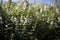 Field of tiny white flowers