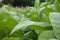 Field of tobacco plants