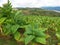 Field of tobacco plants, Colombia