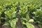 Field of Tobacco Plants in Farm Field, Cash Crop