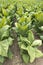 Field of Tobacco Plants in Farm Field, Cash Crop