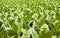 A field of Tobacco plants in flower