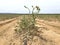 Field of tomato plants damaged