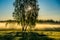 Field with tree birch in misty shiny morning dawn