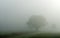 Field and tree foggy idyllic landscape in the coutnryside