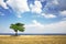 Field, tree, sea