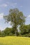 field with trees in May, Hilter, Osnabrueck country region, Germany