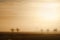 Field with trees and windmills on the horizon in the morning.