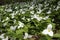 Field of Trilliums