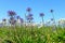 A field of Triteleia laxa