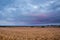 Field of triticale and colorful rainy clouds