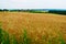 Field of triticale, a hybrid of wheat and rye.