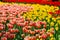 A field of tulip flowers in triple colour