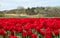 A field of tulips