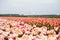 Field of tulips