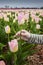 Field Tulips