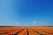 Field of tulips