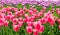 Field of tulips Allstar