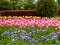 A field of tulips and anemone blooming with trees background