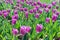 Field of Tulips Arabian Mystery