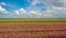 Field with tulips below a blue cloudy sky