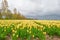 Field with tulips below a cloudy sky