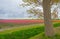 Field with tulips below a cloudy sky