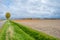 Field with tulips below a cloudy sky