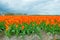 Field with tulips below a cloudy sky