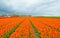 Field with tulips below a cloudy sky