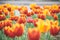 field of tulips blooms in spring