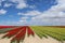 Field of Tulips and Blue Sky