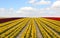 Field of Tulips and Blue Sky