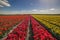 Field of tulips in Bordeaux