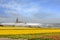 Field with tulips and daffodils on Bollenstreek in Netherlands