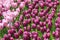 Field of tulips having dewdrops on their petals