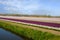 Field with tulips and hyacinths on Bollenstreek in Netherlands