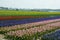 Field with tulips and hyacinths at Bollenstreek in Netherlands