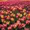 A field of tulips that move in unison, creating mesmerizing waves of color and motion2