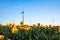 Field of tulips, rows of yellow tulips against a clear blue sky and wind turbines. Field of yellow tulip flowers, tulip