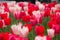 Field of tulips in spring.