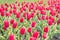 Field of tulips. Springtime bloom. Gardening tips. Growing flowers. Growing bulb plants. Enjoying nature. Soil for