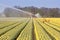 Field of tulips with sprinkler installation