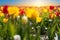 Field with tulips and sunrise. Yellow and red tulips in the back light