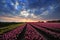 Field of tulips with sunset