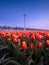 A field of tulips during sunset. A wind generator in a field in the Netherlands.