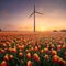 A field of tulips during sunset. A wind generator in a field in the Netherlands. Green energy production.