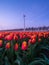 A field of tulips during sunset. A wind generator in a field in the Netherlands. Green energy production.